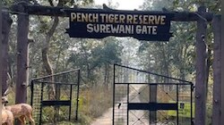 पेंचच्या जंगलात 'आभासी भिंत'; मानव व वन्यजीव संघर्ष टाळण्याकरता AIचा वापर