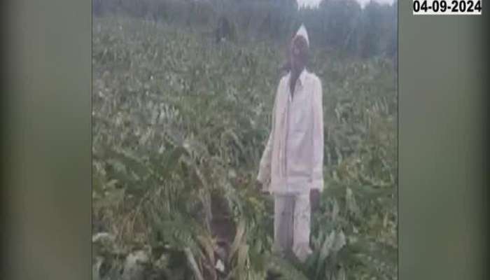 Sambhajinagar Farmer Crying In Farm For Crops Damage From heavy rain 