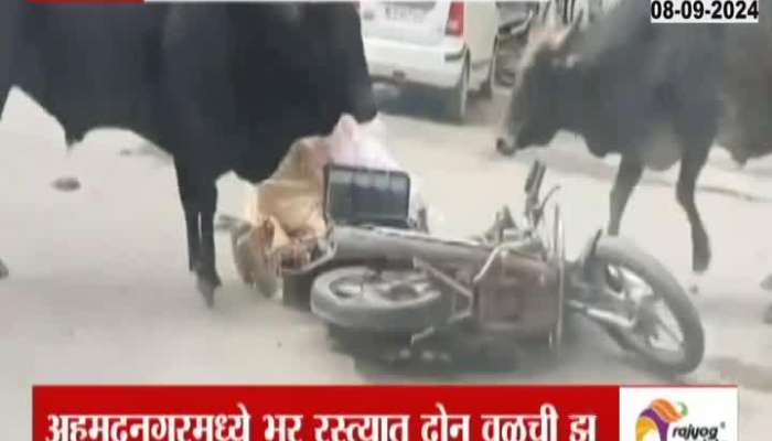 Bull fight on road in Ahmednagar, two person injured