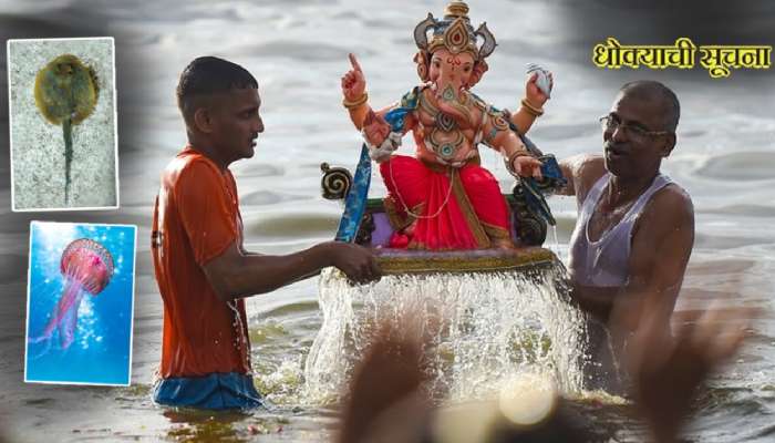 Visarjan: गणेशभक्तांनो सावधान! विसर्जनावर घातक माशांचं सावट; सरकारचा इशारा, दिल्या &#039;या&#039; सूचना