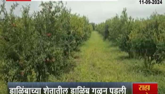 Heavy rains hit orchards in Beed