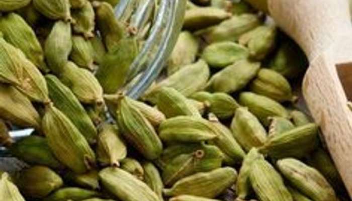 Cardamom plantation gardening tips and tricks to grow 