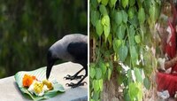 Pitru Paksha 2024 : श्राद्धादरम्यान कावळ्यालाच का खाऊ घातलं जातं? वड आणि पिंपळाशी का