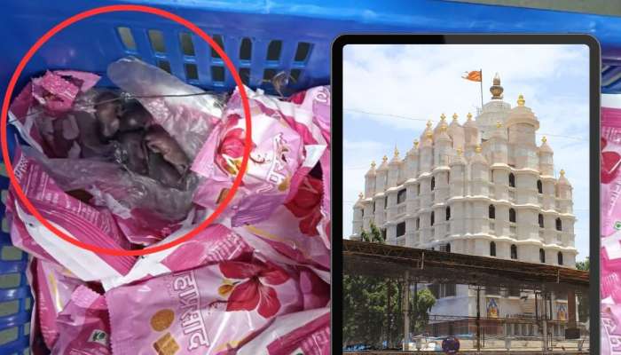 सिद्धिविनायक मंदिरांच्या प्रसादात उंदीर? Viral Video मुळं खळबळ 