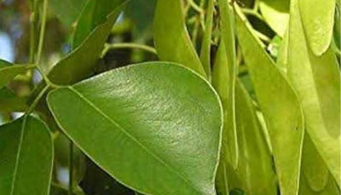 leaves of Indian rosewood are beneficiary to health 