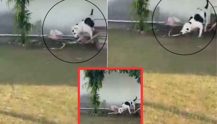 Pit Bull बनला सुपरहिरो! कोब्राला आपटून आपटून मारलं; मुलांचा वाचवला जीव : Watch Video 