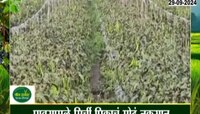 मंडईमुळे किरकोळ भाजी विक्रेत्यांचं नुकसान, भाजी विक्रेते संपावर  