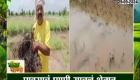 पावसाचं पाणी शेतात साचलं, उडीद पिकाचं मोठं नुकसान 