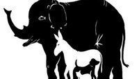 Optical Illusion: या फोटोने 'याड लावलं', यात लपलेत एक-दोन नाही तर 13 प्राणी... 
