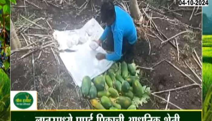 Modern farming of papaya crop in Latur, income of 11 lakhs to the farmer