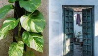 Money Plant : 'ही' आहे मनी प्लांट लावण्याची योग्य दिशा