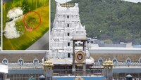 Tirupati Video : तिरुपती प्रसाद लाडू प्रकरणानंतर पुन्हा नवा वाद; प्रसादात किडे 