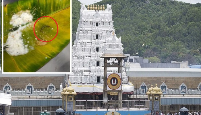 Tirupati Video : तिरुपती प्रसाद लाडू प्रकरणानंतर पुन्हा नवा वाद; प्रसादात किडे आढळल्याचा भक्ताचा दावा