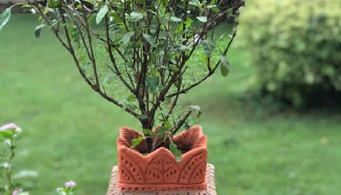 tulsi in english, Tips To Prevent Tulsi From Drying, tulsi leaves benefits, how to plant tulsi at home, तुळस, how to maintain tulsi plant at home , मराठी बातम्या, बातम्या, तुळशीचे फायदे