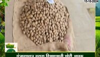 पंजाबमधून बटाटा बियाणांची मोठी आवक, बटाटा बियाणांकडे शेतकऱ्यांची पाठ