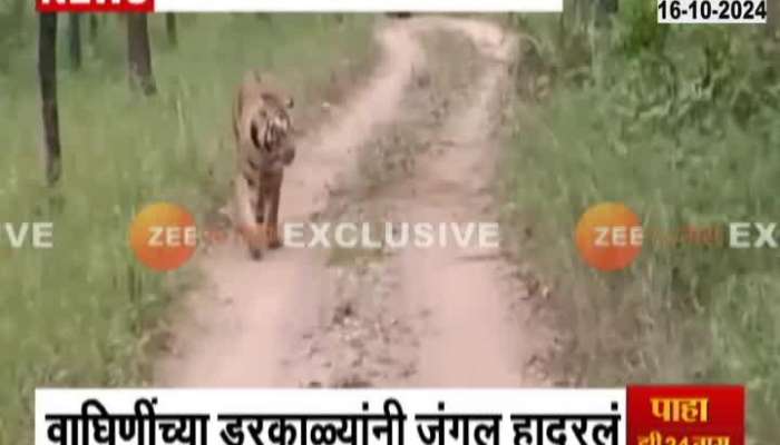 Nagpur Pench_ Tiger Reserve Two Tigress Clash