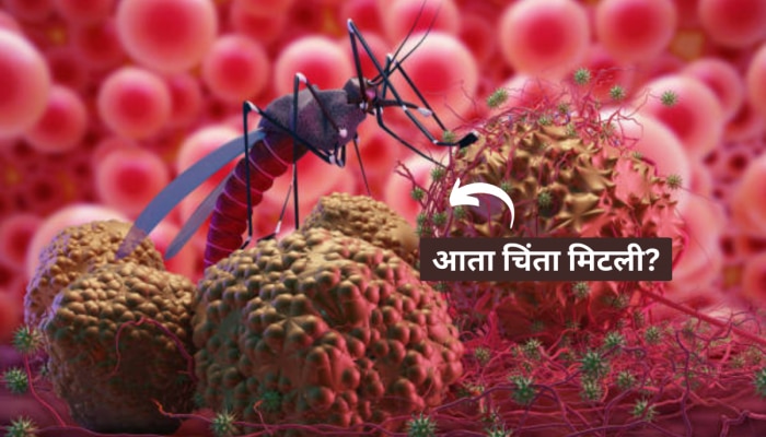 Dengue : डेंग्युवर भारताकडून लस तयार; गिलॉय, प्लेटलेटची शोधण्याची चिंता मिटली 