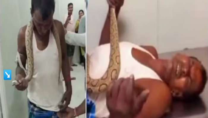 ...अन् त्याने सापालाच शिकवला धडा! गळ्यात लकटवून गाठलं हॉस्पिटल, डॉक्टरांना म्हणाला 'यानेच...'