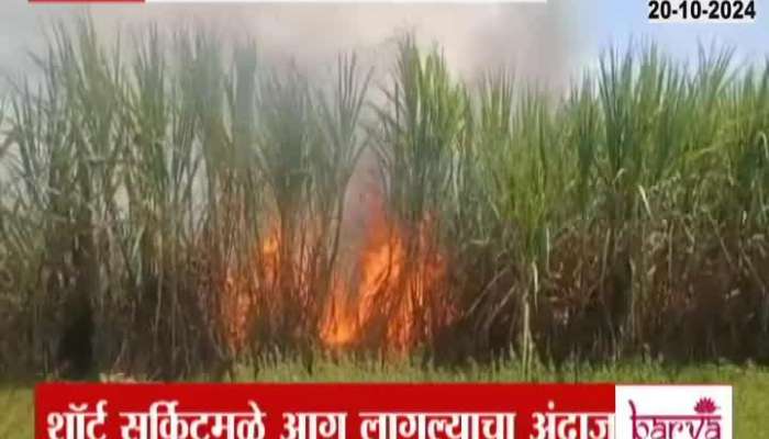 25 acres of sugarcane burnt in Ambegaon pune may be because of short circuit