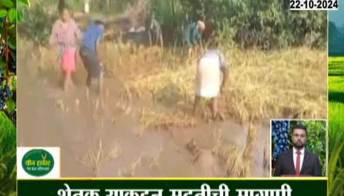 Zini rice crop damaged due to rain, farmers demand help