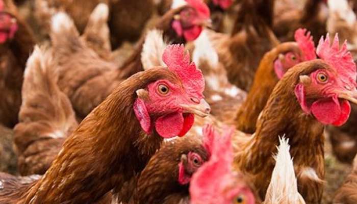 Buisness Idea poultry farming rules become Lakhpati Marathi News