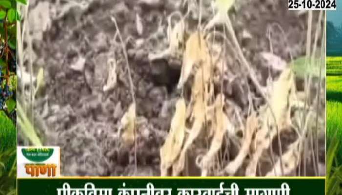 Farmers deprived of crop insurance in Akola, demand action against crop insurance company