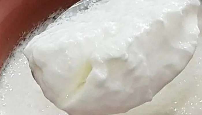 Eating curd with sugar or  salt Which is healthier?