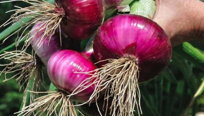 How to grow onion at home kitchen tips Utility Marathi News