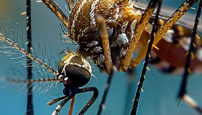 Female or male Who do mosquitoes bite more? 99 percent people dont know