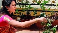 Vastu Tips: तुळशीला पाणी अर्पण करताना फक्त 'या' मंत्राचा जप करा, सर्व इच्छा पूर्ण हो