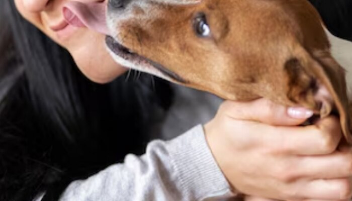 why do dogs lick their owners know interesting reason