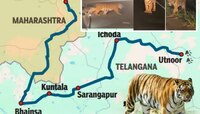 VIDEO : जॉनी वाघाने प्रेमात गाठला 300 किमीचा टप्पा; महाराष्ट्रातून थेट तेलंगणा गाठलं