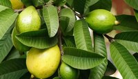 Health Tips : आठवड्यातून तीन वेळा पेरूची पाने का खाल्ली पाहिजे? याचे फायदे जाणून तुम