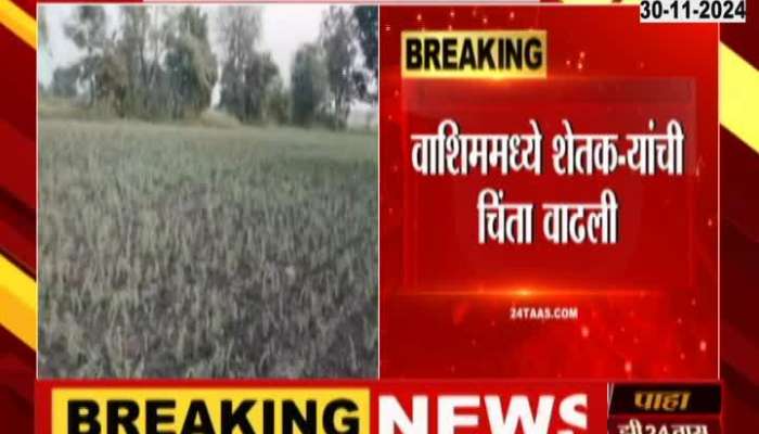 Maharashtra Assembly Election 2024 Harbara crop under threat in Latur's Ausa taluka; Farmers worried