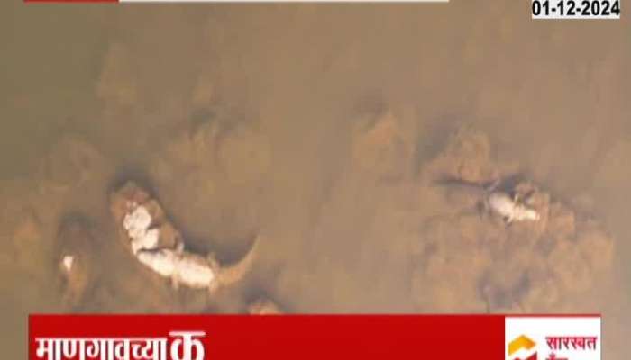 Giant crocodiles roam in the Kala riverbed of Mangaon