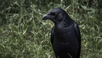 नाग नागिन नाही तर कावळा घेतो माणसांचा बदला; 17 वर्ष लक्षात ठेवतो चेहरा