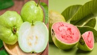 पांढरा की गुलाबी; कोणता पेरू अधिक चांगला? रंगाव्यतिरिक्त हा फरकही तुम्हाला माहिती नस
