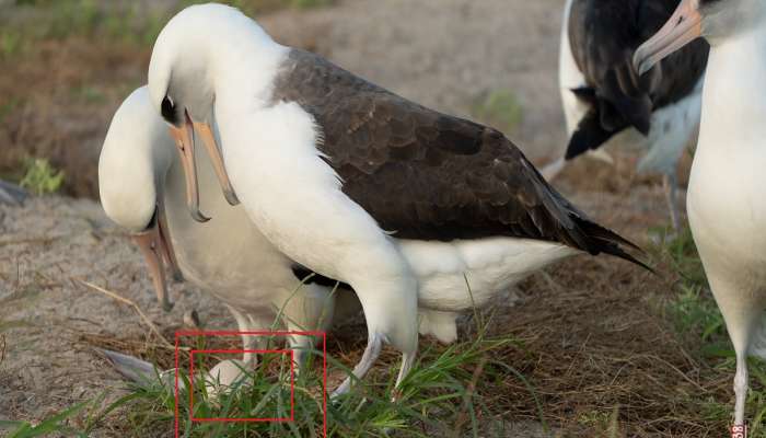 वयाच्या 74 व्या वर्षी अंडी घालणारा पक्षी सोशल मिडियावर व्हायरल; जगभरातील संशोधक अचंबित 