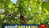 ढगाळ वातावरणाचा द्राक्षांवर परिणाम, द्राक्षांवर बुरशीजन्य आजाराचा प्रादुर्भाव 