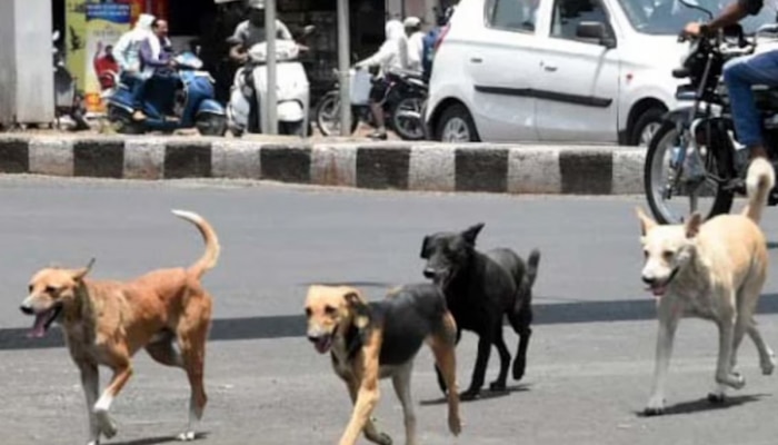 टिटवाळ्यानंतर आता लातूरमध्ये मोकाट कुत्र्यांचा उच्छाद, 3 वर्षाच्या मुलीला फरफटत नेले आणि...&#039;