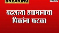 Maharashtra Weather | बदलत्या हवामानाचा पिकांवर थेट परिणाम, पाहा नेमकी काय परिस्थिती 