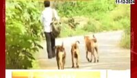 18 हजार पुणेकरांना कुत्र्यांचा चावा; कुत्र्यांच्या बंदोबस्ताची होतेय मागणी