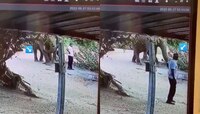 'तू माझ्या रस्त्यात आहेस,' हत्तीने रस्त्यात उभ्या व्यक्तीला शांतपणे बाजूला केलं; पाह