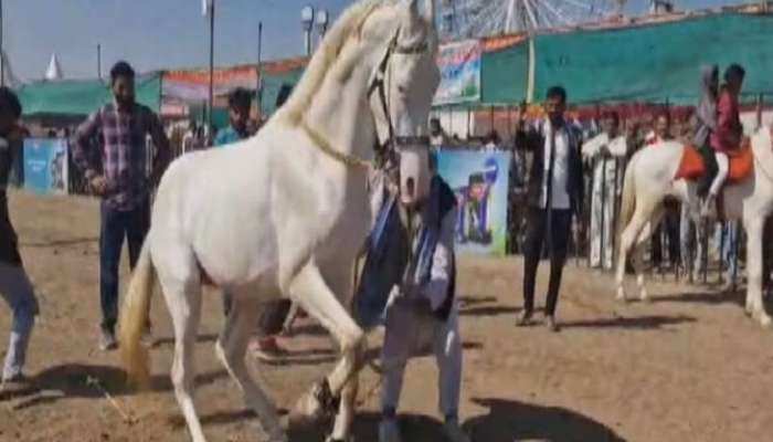 महाराष्ट्रात भरतो भारतातील सर्वात मोठा घोडे बाजार; 14 राज्यातून 2400 अश्व दाखल