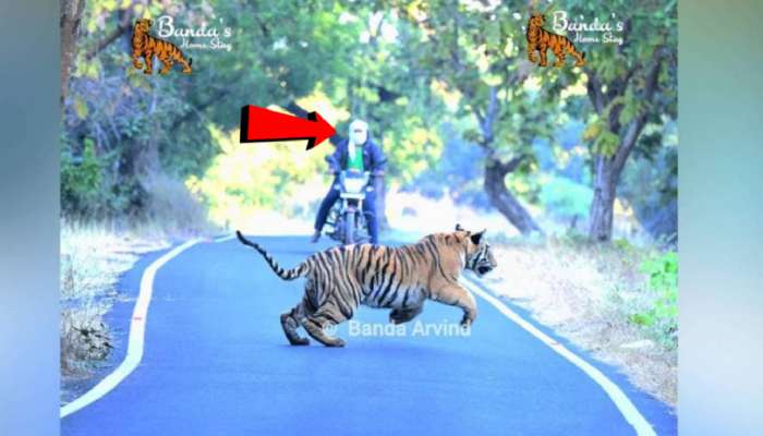 'तो' इशारा कळल्याने अनर्थ टळला! बाईकपासून काही फुटांवरुन वाघाने...; ताडोबातला थरारक Video पाहाच
