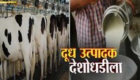 महाराष्ट्रातील गाय दूध उत्पादक शेतकरी देशोधडीला लागण्याची वेळ;शेतकरी चिंतेत