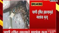 मिरजमधील गणेश तलावात दुषित पाण्यामुळे हजारो मासे मृत्युमुखी 