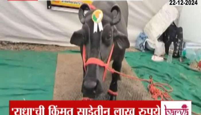 Solapur Ground Report Smallest Buffalow Breed In Agriculture Exhibition