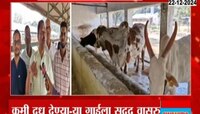 VIDEO| IVF च्या माध्यमातून गाईची गर्भधारणा 