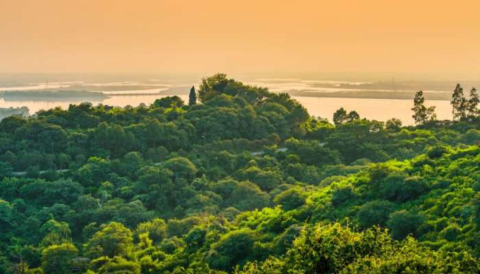 जग ग्लोबल वॉर्मिंगने होरपळत असताना भारतात मात्र जंगल वाढतंय, महाराष्ट्रातही वनक्षेत्र वाढलं